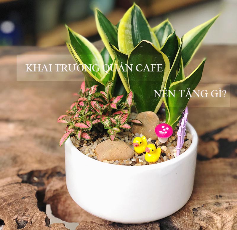 Gói khai trương quán cafe